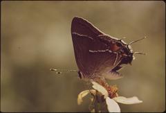 Butterfly sitting on a wild flower near Tamiami Trail