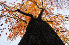 Autumn tree with vibrant fall foliage on SKKU campus in Suwon