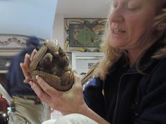 Docent holding a nervous three-banded armadillo at Staten Island Zoo