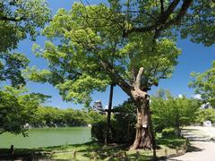 A-bombed camphora officinarum tree at Hiroshima Castle moat