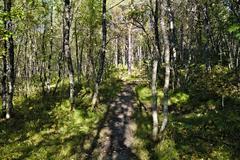 Scenic park in the southern part of Tromsø with autumn foliage and mountains in the background