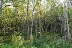 Park in the southern part of Tromsø with green trees and walking paths on a clear day