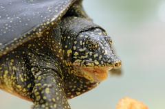 Unlucky turtle caught by Baghdad Anglers Club member at Camp Liberty
