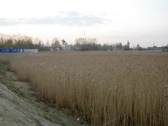 Port In Lomonosov