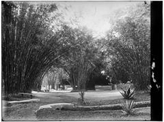 Bamboo forest with sunlight filtering through tall green bamboo stalks