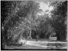 Bamboo grove with tall green bamboo stalks and leafy foliage