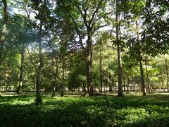 Scenic view of Botanical Garden of Rio de Janeiro with lush greenery and tall palm trees