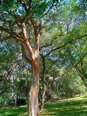 Brazilwood tree in Rio de Janeiro Botanic Garden