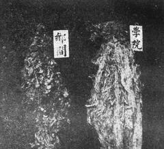Department of Sericulture at Lingnan University silk comparison in 1928