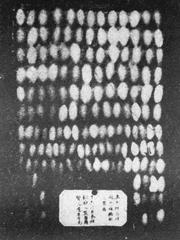 Department of Sericulture at Lingnan University with various silkworm species, 1928