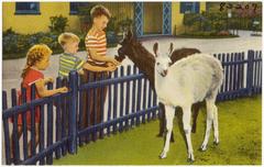Baby llamas at the Children's Zoo, Belle Isle in Detroit, Michigan with low fences allowing children to feed and pet them