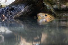Caiman Lizard Dracaena guianensis resting on a branch at Haus des Meeres in Vienna
