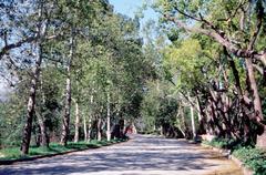 Arroyo Drive lined with native California Oaks and Craftsman-style bungalows in Arroyo Seco corridor, California