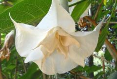 Brugmansia flower in bloom in Adelaide