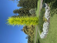 Vivid Lime Icicle Tower blown glass and steel sculpture at Adelaide Botanic Gardens