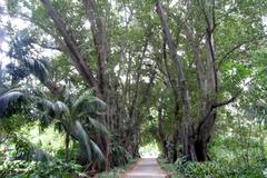 Alley of tall trees lining a pathway in Botanic Garden Adelaide with green grass and clear sky