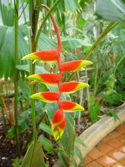 Unique flower resembling a beak in Adelaide Botanical Gardens, South Australia