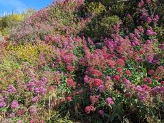 Wildflowers blooming at the Albany Bulb in Albany California