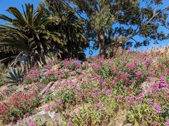 Wildflowers and swing at Albany Bulb park in Albany California