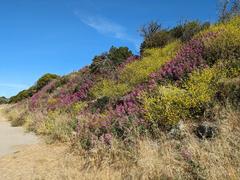 Wildflowers blooming at the Albany Bulb in Albany California under clear blue sky