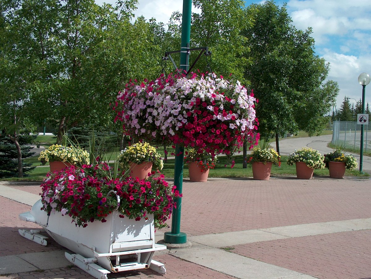 Man named Bob holding bouquet of flowers at Olympia-Zentrum Calgary