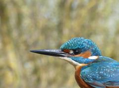 Common kingfisher perched during scientific banding session at Salburua wetlands