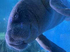 African manatee (Trichechus senegalensis) swimming in Coex Aquarium, South Korea