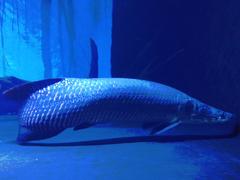 Pirarucu fish swimming in COEX Aquarium