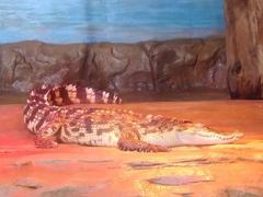 Saltwater crocodile swimming in COEX Aquarium