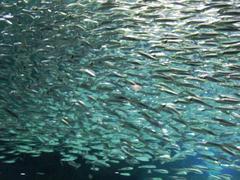 Spotted Sardine swimming in COEX Aquarium