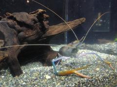 Zingermi Macrobrachium nipponense freshwater shrimp in COEX Aquarium