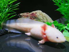 Axolotl in COEX Aquarium swimming near the glass