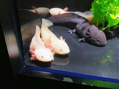 Axolotls swimming in COEX Aquarium tank
