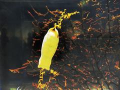 Egg capsules of cloudy catshark on sandy ocean floor
