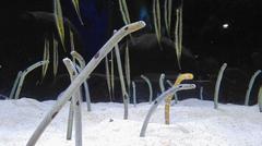 Garden eels swimming in COEX Aquarium