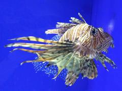 Lionfish in COEX Aquarium with vibrant red and white stripes swimming among coral
