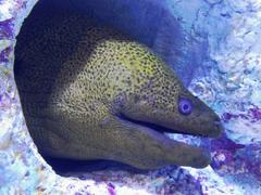Moray eel swimming in COEX Aquarium