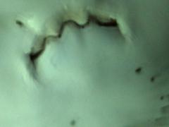 Close-up of the mouth of a bowmouth guitarfish