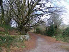 Barna Woods forest landscape in Galway, Ireland with dense trees and lush greenery