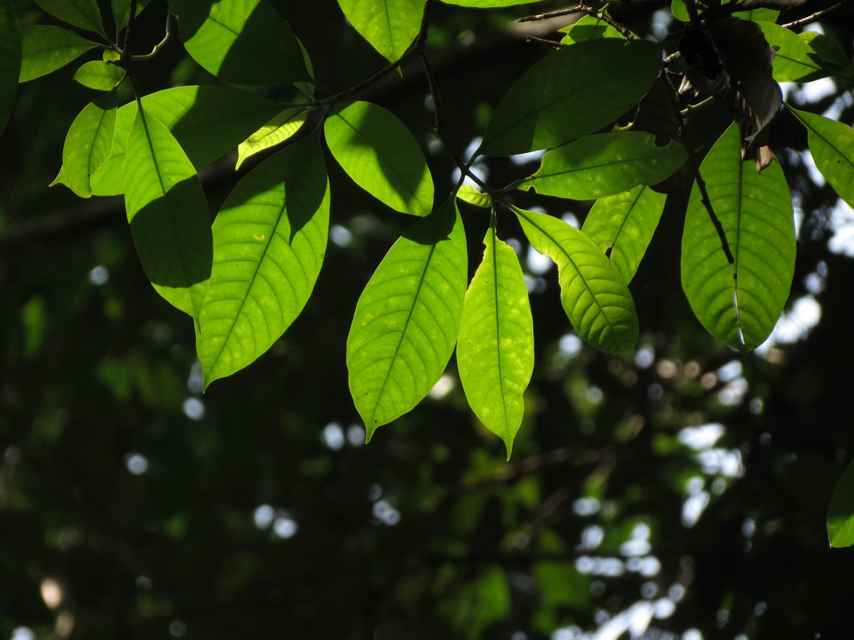 Knema attenuata tree with dense green foliage in Bhoothathaankettu Kerala
