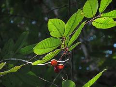 Knema attenuata tree with green leaves in Bhoothathaankettu Kerala