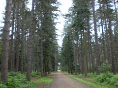 Row of trees at Black Park in Buckinghamshire, UK