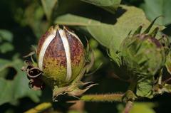 Cotton boll beginning to open on a mature cotton plant in Lubbock, Texas during the 2010 crop year