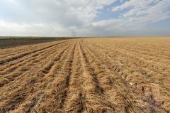 Conservation tillage methods for growing cotton in terminated wheat cover on Heinrich Farms south of Lubbock Texas