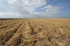 Heinrich Farms near Lubbock Texas showing conservation tillage methods with cotton growing in terminated wheat cover