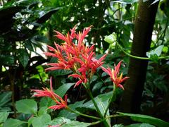 Red exotic flowers blooming in a greenhouse