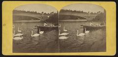 Historic Bow Bridge with swans swimming on Central Park lake and a boatman in New York City