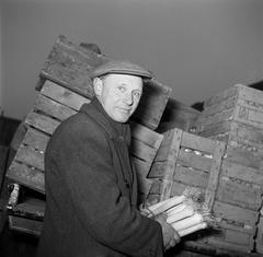 Mr. Dirchsen holding leeks next to auction crates filled with onions and other vegetables on his farm in Store Magleby, Denmark, March 1954