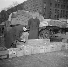 Two men standing beside auction crates filled with onions and potatoes with trucks loaded with produce in the background on a Danish farm, March 1954