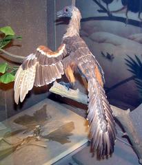 Archaeopteryx model at Bristol Museum England